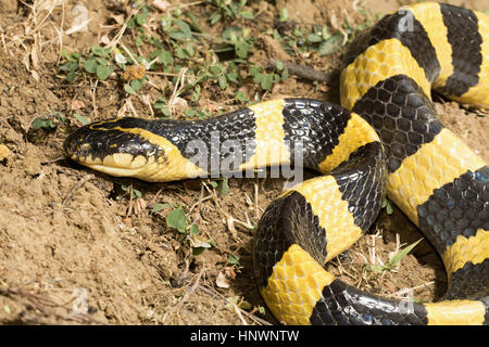 Nastrare krait, Bungarus fasciatus, Raipur, Chhattisharg. Uno dei più grandi kraits, con una lunghezza massima fino a 2,1 m velenose. Comune Foto Stock