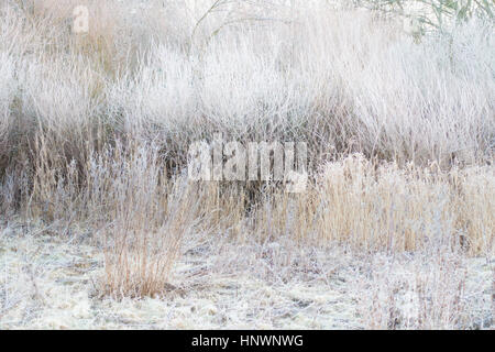 Heavy hoar frost at a woodlands edge in Northumberland on a cold, bright winter's morning Foto Stock
