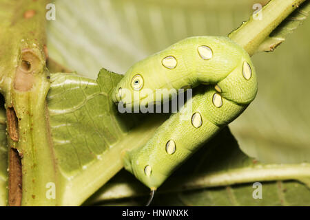 Oleander Hawk Moth Caterpillar, Daphnis nerii al Sanjay Gandhi National Park, Mumbai Foto Stock