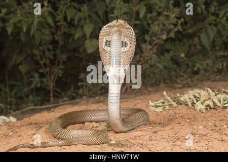 Spectacled Cobra, Naja naja, Bangalore, Karnataka. Il cobra indiano è una delle quattro grandi specie velenose che infliggono il maggior numero di serpenti agli esseri umani Foto Stock