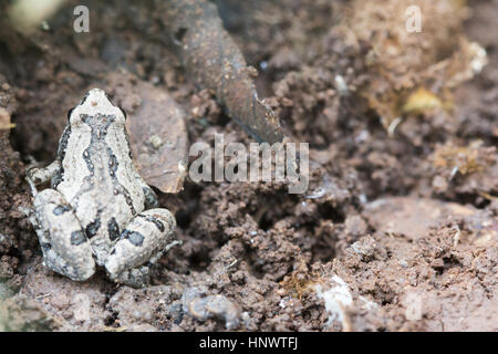 Rana Narrowmouthed, Microhyla sp., Barnawapara WLS, Chhattisgarh. Famiglia Microhylidae e consiste di un certo numero di diminutivo rane. Foto Stock