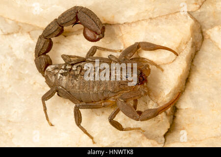 Red Fat tailed scorpion, Hottentotta sp., Barnawapara WLS, Chhattisgarh. Sting da questa specie sono dolorosi e di questa specie è considerata dal punto di vista medico Foto Stock