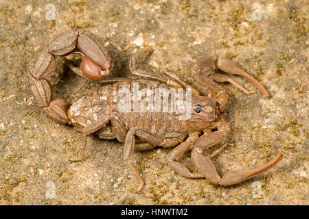 Red Fat tailed scorpion, Hottentotta sp., Barnawapara WLS, Chhattisgarh. Sting da questa specie sono dolorosi e di questa specie è considerata dal punto di vista medico Foto Stock