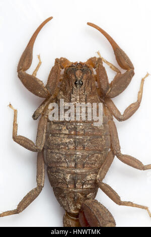 Red Fat tailed scorpion, Hottentotta sp., Barnawapara WLS, Chhattisgarh. Sting da questa specie sono dolorosi e di questa specie è considerata dal punto di vista medico Foto Stock