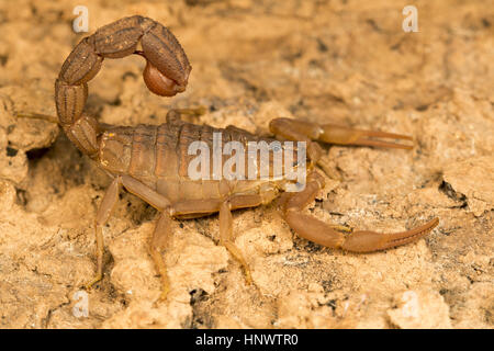 Red Fat tailed scorpion, Hottentotta sp., Barnawapara WLS, Chhattisgarh. Sting da questa specie sono dolorosi e di questa specie è considerata dal punto di vista medico Foto Stock