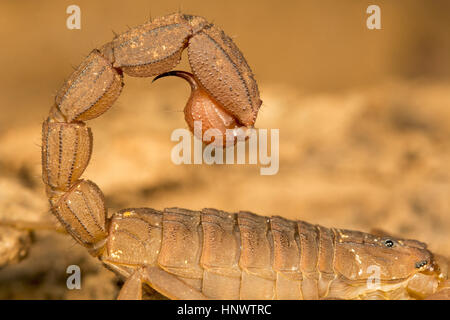 Red Fat tailed scorpion, Hottentotta sp., Barnawapara WLS, Chhattisgarh. Sting da questa specie sono dolorosi e di questa specie è considerata dal punto di vista medico Foto Stock