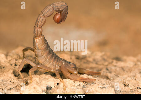 Red Fat tailed scorpion, Hottentotta sp., Barnawapara WLS, Chhattisgarh. Sting da questa specie sono dolorosi e di questa specie è considerata dal punto di vista medico Foto Stock