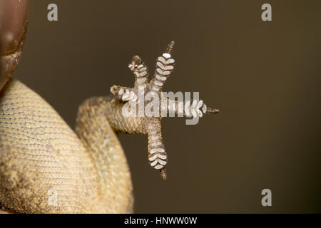 LEAF TOED GECKO, lamelle Hemidactylus parvimaculatus, Udanti Riserva della Tigre, Chhattisgarh. Di medie dimensioni gecko Foto Stock