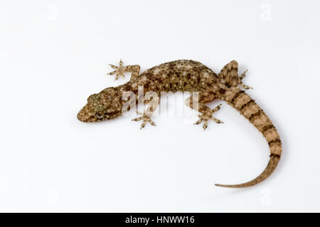 LEAF TOED GECKO, Hemidactylus parvimaculatus, Udanti Riserva della Tigre, Chhattisgarh. Di medie dimensioni gecko Foto Stock