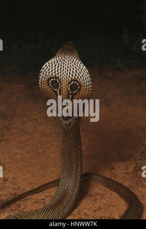 Spectacled cobra, Naja naja, Bangalore, Karnataka. Il cobra indiano è uno dei quattro grandi specie velenose che infliggono il la maggior parte dei morsi di serpente sugli esseri umani in Foto Stock