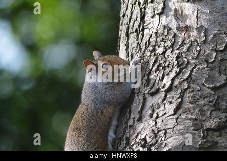 Un britannico scoiattolo comune in un albero con il fogliame in background Foto Stock