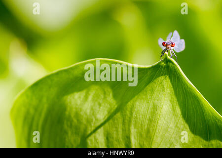 Maschi sessualmente maturi Damselfly redeyed sulla foglia di callalily Foto Stock