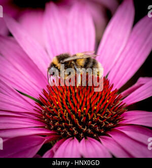 Bumble Bee per raccogliere il polline dal fiore giardino Foto Stock