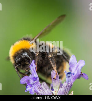 Bumble Bee per raccogliere il polline dal fiore giardino Foto Stock