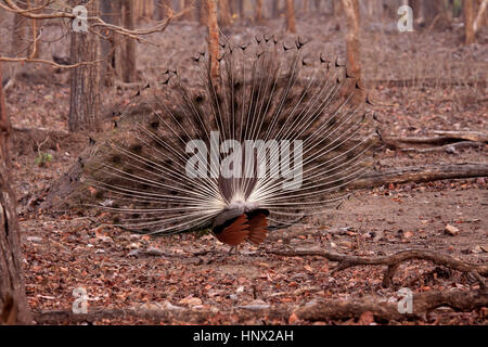 Indian peacock visualizzazione con Vista posteriore del ventaglio la coda Foto Stock