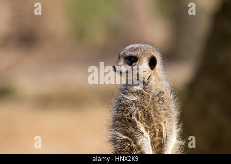 Ritratto di un meerkat (suricata suricatta) Foto Stock