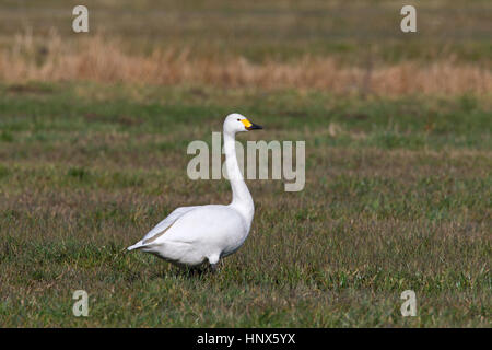 La tundra swan (Cygnus columbianus) / Bewick's Swan (Cygnus bewickii) rovistando in Prato Foto Stock