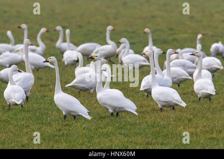 La tundra cigni (Cygnus columbianus) / Bewick's cigni (Cygnus bewickii) gregge rovistando nel prato in primavera Foto Stock