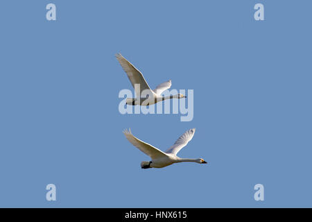 Due cigni tundra (Cygnus columbianus) / Bewick's Swan (Cygnus bewickii) in volo contro il cielo blu Foto Stock