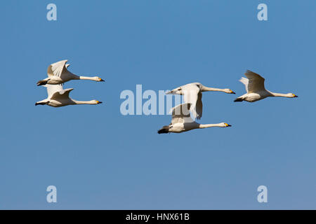 La tundra cigni (Cygnus columbianus) / Bewick's cigni (Cygnus bewickii) gregge in volo contro il cielo blu Foto Stock