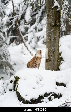 Lince europea (Lynx linx), il Parco Nazionale della Foresta Bavarese, Baviera, Germania Foto Stock