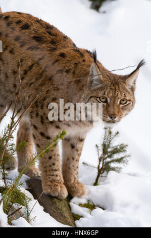 Lince europea (Lynx linx), il Parco Nazionale della Foresta Bavarese, Baviera, Germania Foto Stock