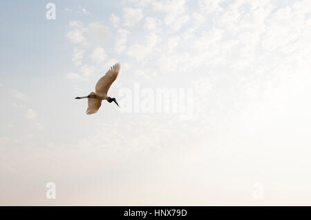 Basso angolo vista di Jabiru Aeroporto (Jabiru Aeroporto mycteria) in volo contro il cielo blu, Pantanal, Mato Grosso, Brasile Foto Stock