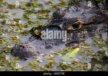 Colpo alla testa del caimano yacare (Crocodylus Caimano yacare) nelle acque delle paludi, Pantanal, Mato Grosso, Brasile Foto Stock