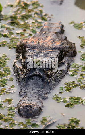 Colpo alla testa del caimano yacare (Crocodylus Caimano yacare) nelle acque delle paludi, Pantanal, Mato Grosso, Brasile Foto Stock