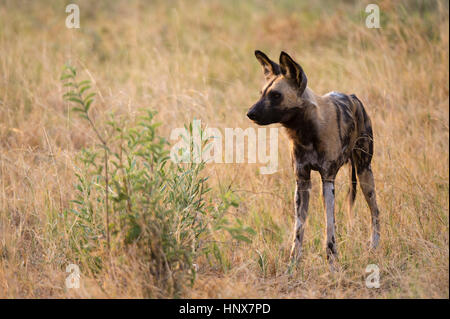African wild dog (Lycaon pictus) nella prateria, Savuti marsh, Chobe National Park, Botswana Foto Stock