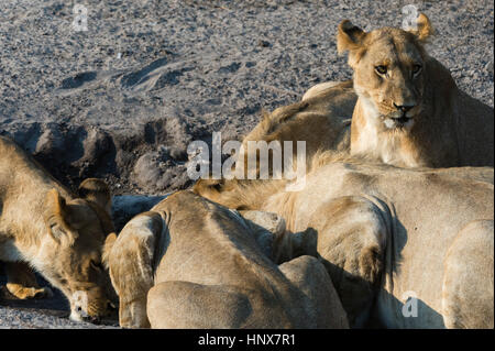 I Lions (Panthera leo) bevendo al fango Watering Hole, Savuti marsh, Chobe National Park, Botswana Foto Stock