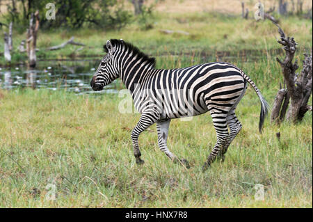 La Burchell zebra (Equus burchellii) in esecuzione nella prateria, Khwai concessione, Okavango Delta, Botswana Foto Stock