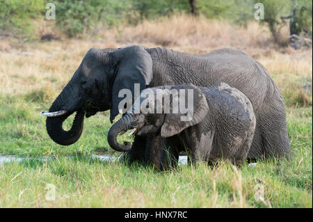 Il novellame di elefante africano (Loxodonta africana) e madre alimentazione su erba, Khwai concessione, Okavango Delta, Botswana Foto Stock