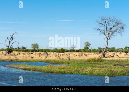 Paesaggio con fiume e distante mandria gazelle, Khwai concessione, Okavango Delta, Botswana Foto Stock