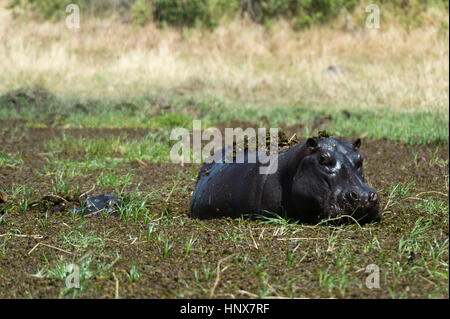 Ippopotamo (Hippopotamus amphibius) wallowing nel fango profondo, Khwai concessione, Okavango Delta, Botswana Foto Stock