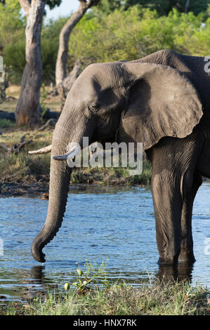 Elefante africano (Loxodonta africana) bere nel fiume Khwai concessione, Okavango Delta, Botswana Foto Stock