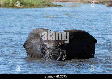 Elefante africano (Loxodonta africana) guadare in profondo fiume Khwai, concessione, Okavango Delta, Botswana Foto Stock
