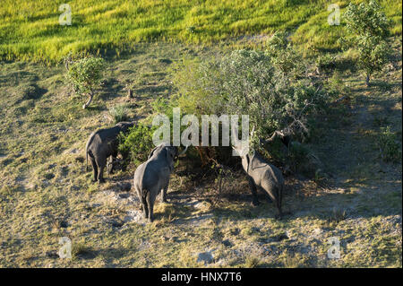 Vista aerea di tre l'elefante africano (Loxodonta africana) alimentazione sulla chioma, Okavango Delta, Botswana Foto Stock