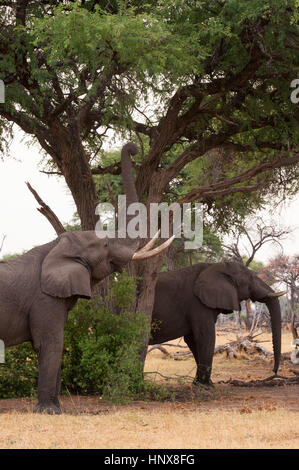 Elefante africano (Loxodonta africana) alimentazione sulla chioma, Khwai concessione, Okavango Delta, Botswana Foto Stock