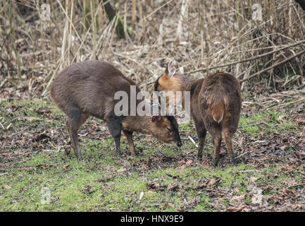 Coppia di muntjacs Muntiacuc reeves ho chiamato anche Barking deer pulisce ogni altro in una radura del bosco in Oxfordshire Foto Stock