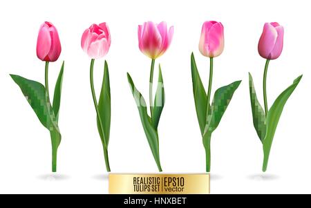 Vettore realistico tulipani set. Non traccia. Il bianco per il vostro design. Tulipani rosa Fiori su fondo bianco. Illustrazione Vettoriale