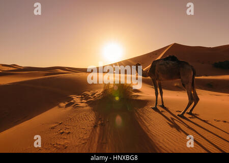 Camel mangiare erba di sunrise, Erg Chebbi, Marocco Foto Stock