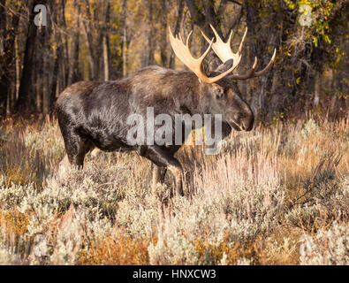 Bull moose passeggiate nella foresta durante la routine cercando mucca alce Foto Stock