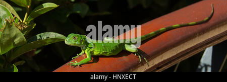 Piccola iguana verde sulla balaustra di legno Foto Stock