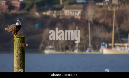 Aquila calva in ambiente del porto Foto Stock