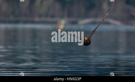 Cormorano Phalacrocorax carbo sinensis con gli occhi di smeraldo battenti verso la telecamera Foto Stock