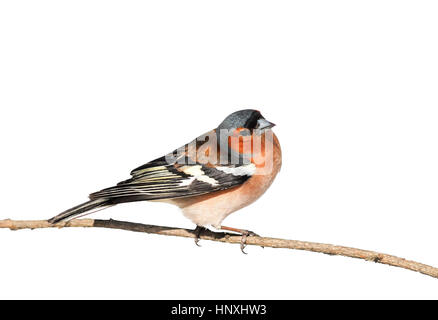 Bird fringuello seduti al Parco su un ramo in bianco sullo sfondo isolato Foto Stock