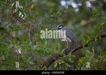 Giallo-coronata di notte-heron (Nyctanassa violacea) Trinidad & Tobago TT Febbraio 2017 Foto Stock