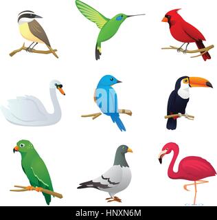 Realistiche specie di uccelli raccolta, con nove diverse specie di uccelli illustrazione vettoriale. Illustrazione Vettoriale
