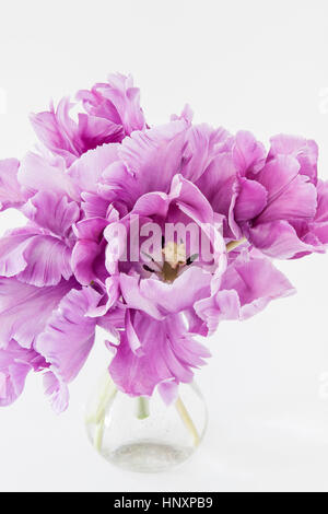 Bouquet di tulipani pappagallo 'blue parrot', tulipa 'blue parrot' Foto Stock